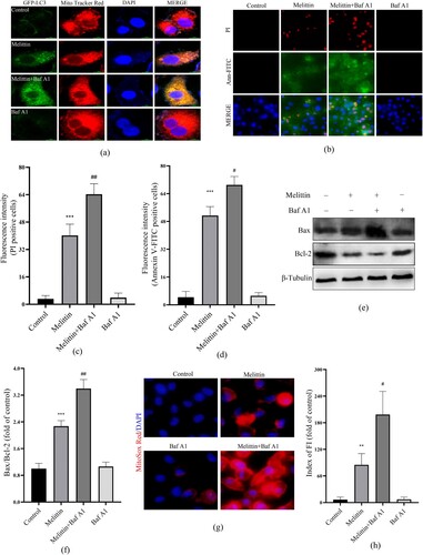 Figure 5. Baf A1 aggravates mitochondria-autophagosome fusion and cytotoxicity induced by melittin. (a) Cells were transfected to the GFP-LC3 virus for 24 h and pretreated with or without Baf A1 for 2 h before being treated with melittin. Final by Mito tracker Red and photographed under the confocal fluorescence microscope. (b) Apoptosis was analyzed by Annexin V-FITC and PI staining. (c) and (d) Statistics of PI and Annexin V-FITC positive staining. (e) cells were pretreated with or without Baf A1 for 2 h and induced by melittin for another 24 h. The protein levels of Bax and Bcl-2 were detected by Western blot assay. (f) Analysis of Bax/Bcl-2. (g) MitoROS levels of A549 cells. (h) Fluorescence intensity of MitoSox Red. *p < 0.05, **p < 0. 01, ***p < 0.001 versus the Control. #p < 0.05, ##p < 0. 01 versus the Melittin group.