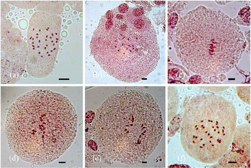 Figure 2. Somatic chromosomes and meiotic behaviour in Operculina: (a) mitotic metaphase of O. tansaensis (2n = 30); (b) PMC at diakinesis (n = 15); (c) PMC at metaphase-I; (d, e) PMCs at early anaphase-I; (f) mitotic metaphase of O. turpethum (2n = 30). Bars: 5 μm.