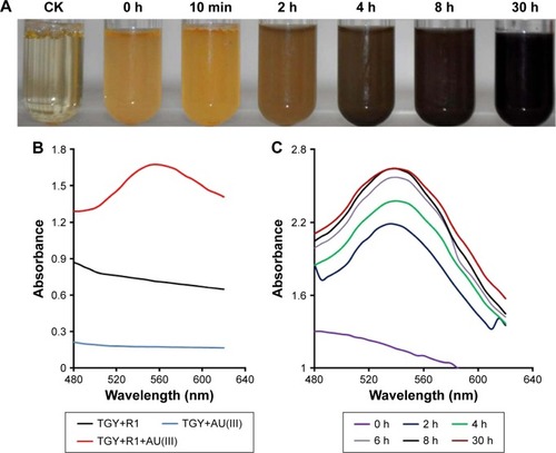 Figure 1 Identification and time course analysis of AuNPs biosynthesis by Deinococcus radiodurans.Notes: (A) Change in the color of the solution containing D. radiodurans cultured in TGY medium and 1 mM Au(III) with respect to incubation time (0 and 10 min, and 2, 4, 8 and 30 h) compared to that without D. radiodurans (control, CK). (B) The absorbance spectra from 480 to 620 nm of AuNPs synthesized by D. radiodurans. Appropriate controls including Au(III) solution plus TGY medium (TGY+AU(III)) and D. radiodurans in TGY medium without Au(III) (TGY+R1) were measured at the same time for comparison. (C) The absorbance spectra of AuNPs formation with respect to the incubation time. The characteristic peak of AuNPs was visualized at approximately 540 nm.Abbreviations: AuNPs, gold nanoparticles; D. radiodurans, Deinococcus radiodurans; h, hours: TGY, tryptone glucose yeast.