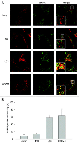 Figure 1. LC3 and EDEM1 colocalize with EAV-induced dsRNA foci. (A) Vero E6 cells were infected with EAV at a multiplicity of infection of 1 TCID50/cell and fixed at 16 h p.i before being processed for immunofluorescence analysis using antibodies against dsRNA and either PDI, LAMP1, LC3 or EDEM1. Insets show enlargements of the boxed areas. (B) Summary statistics of the samples shown in (A) expressed as the percentage of dsRNA puncta colocalizing with the indicated marker protein signals. Error bars represent the standard deviations from counting 50 cells in 3 independent experiments.
