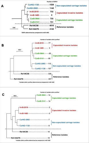 Figure 1. Phylogenetic trees comparing the two reference strains (MC58 and H44/76) with the six isolates from the clonal Norman outbreak: two capsulated isolates from invasive disease (InvB-1483 and InvB-2018), two capsulated isolates from asymptomatic carriage (CarB-3141 and CarB-3644) and two non-groupable (i.e., non-capsulated) isolates from asymptomatic carriage (CarNG-1126 and CarNG-2963); (A) global analysis based on whole genomic single-nucleotide polymorphisms; (B) gene-by-gene analysis based on the 1605 genes of core genome MLST; (C) gene-by-gene analysis based on 102 genes involved in meningococcal virulence (capsule genes, iron acquisition genes (hpuAB, hmbR, fetA, tbpAB and lbpAB) and Maf toxin/anti-toxin system) that were selected from the drop menu on the scheme box on the PUBMLST.org.