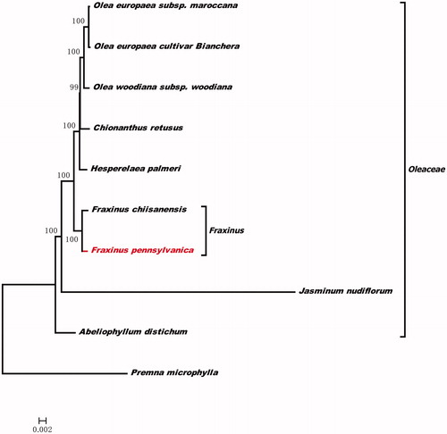 Figure 1. The phylogenetic tree based on the nine complete chloroplast genome sequences. Accession numbers: Olea europaea cultivar Bianchera (NC013707), Olea europaea subsp. maroccana (NC015623), Olea woodiana subsp. woodiana (NC015608), Chionanthus retusus (NC035000), Hesperelaea palmeri (NC025787), Jasminum nudiflorum (NC008407), Abeliophyllum distichum (NC031445), Fraxinus chiisanensis (MG594385.1) and Premna microphylla (NC026291).