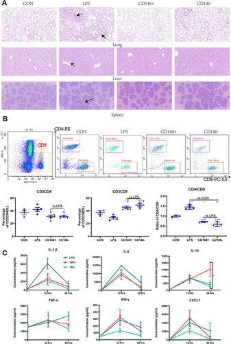 Figure 3 Therapeutic effect of CD146±MSCs on sepsis mice (A) Hematoxylin-eosin staining of lung, liver, spleen in CON, LPS, CD146±group. Arrowheads indicated abnormal pathological morphology of organs in LPS group. (B) Representative flow cytometry data for CD4+T and CD8+T cells in the peripheral blood after gating the CD3+T cells. Graph illustrating quantitative data for the percentages of CD3CD4+T cells, CD3CD8+T cells and the ratio of CD4/CD8 in the peripheral blood. (C) Analysis of IL1β, IL6, IL10, TNFα, IFNγ, CXCL1 in plasma by Luminex Assay. The cytokine level in CON group represents the cytokine level at 0h. n=4, *P<0.05, **P<0.01, ***P<0.001.