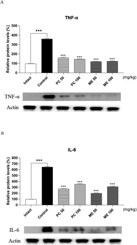 Figure 4. Effect of mixture extract (ME) and Perna canaliculus (PC) on tumor necrosis factor (TNF)-α and interleukin (IL)-6 expression in ankle tissue of the collagen-induced arthritis (CIA) model. Mice were orally administered with the vehicle, ME (100 mg/kg), or PC (100 mg/kg) treatments once daily for 1 week. TNF-α and IL-6 protein levels in the ankle tissue were measured using western blotting after repeated oral administration of 100 mg/kg ME or PC once daily for 1 week. β-Actin was used as an internal control. Values are mean ± SD. These values are expressed as the percentage of TNF-α, IL-6 protein/β-actin in each sample (***p < 0.01, compared to the vehicle-treated group; +++p < 0.01, compared to the CIA control group).