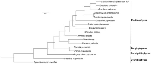 Figure 1. Phylogenetic analysis was performed using a Bayesian method, based on the plastid genomes of red algae as shown below: Cyanidioschyzon merolae (NC_004799), Galdieria sulphuraria (KJ700459), Porphyridium purpureum (NC_023133), Pyropia yezoensis (KC517072), Porphyra purpurea (U38804), Palmaria palmata (NC_031147), Nemalion sp. (LT622871), Ahnfeltia plicata (NC_031145), Chondrus crispus (NC_020795), Ceramium japonicum (NC_031174), Grateloupia taiwanensis (KC894740), Schizymenia dubyi (NC_031169), Gracilariopsis chorda (NC_031149), Gracilariopsis lemaneiformis (KP330491), Gracilaria salicornia (NC_023785), Gracilaria tenuistipitata var. liui (AY673996), and Gracilaria chilensis (MF401963). Asterisk indicates newly sequenced species in this study.