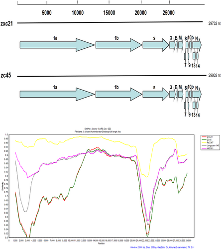 Fig. 1 A gene map of the two novel SL-CoVs and the recombination analysis of novel SL-CoVs with other SL- CoVs.Similarity plots were conducted with SARS CoV SZ3 as the query and bat SL-CoVs, including Rs3367, Longquan-140, and HKU3-1, as potential parental sequences. The analysis was performed using the Kimura model, with a window size of 2000 base pairs and a step size of 200 base pairs