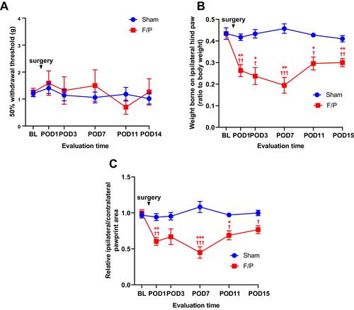 Figure 5 Mechanical allodynia and weight distribution changes in orthopedic pain model.