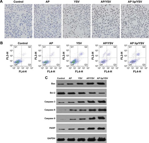 Figure 5 TUNEL (A), Annexin V-FITC apoptosis detection (B), and Western blot analysis (C) of apigenin-loaded TPGS liposomes and YSV in vitro in A549 cells (n=3).Abbreviations: FITC, fluorescein isothiocyanate; TPGS, D-alpha-tocopheryl polyethylene glycol 1000 succinate.