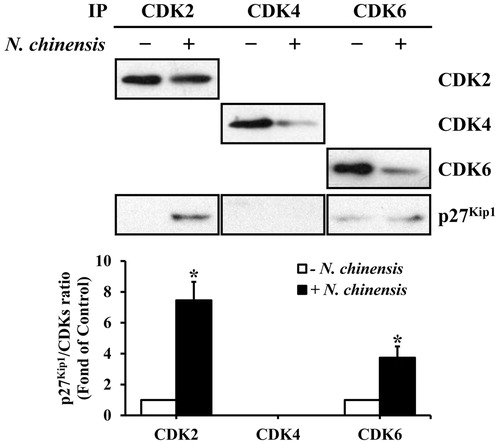 Figure 6. Association of p27Kip1 with CDKs in HL-60 cells. The cells were treated with (+) or without (−) N. chinensis at a dose 100 μg/ml for 48 h. The total lysates were immunoprecipitated using anti-CDK2, anti-CDK4, and anti-CDK6 antibodies. The density of band was quantitated by densitometry using Bio-Rad Quantity One software (Bio-Rad, Hercules, CA). The relative density of p27Kip1 to CDKs was compared. Values are means ± SD, N = 3. *p < 0.05 versus the untreated control group.