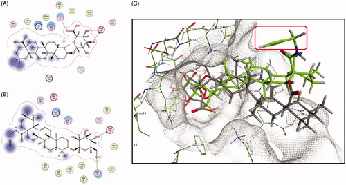 Figure 6. Molecular docking of CE/CEA binding with Hsp90. (A) 2D ligand interaction diagram of CE and Hsp90; (B) CEA and Hsp90. (C) 3D poses of CE/CEA binding with Hsp90.