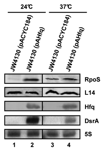Figure 1. Hfq/DsrA requirement at 24 °C and 37 °C. The steady-state levels of RpoS were determined by quantitative western blotting in the E. coli hfq- strain JW4130 harboring the control plasmid pACYC184 (lanes 1 and 3) and plasmid pAHfq, encoding Hfq (lanes 2 and 4), respectively. The strains were grown to early log phase (OD600 of 0.4) at 24 °C (lanes 1 and 2) or 37 °C (lanes 3 and 4). Equal amounts of cellular protein were loaded onto the SDS-polyacrylamide gel. Immunodetection of RpoS, ribosomal protein L14 (loading control), and Hfq as well as the detection of DsrA and 5S rRNA (loading control) by northern blot analysis was performed as described in the Materials and Methods. Only the relevant parts of the immunoblots and the autoradiographs are shown.