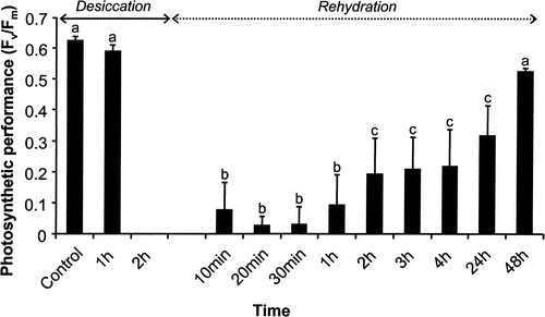 Fig. 5. Changes in photosystem II efficiency (F v/F m: optimum quantum yield) of Klebsormidium sp. (n = 4, mean value ± SD) during 2 h desiccation under ambient room temperature conditions (c. 22°C) followed by 48 h recovery after rehydration with stock culture medium. Significance of differences among the treatments was calculated by one-way ANOVA (P < 0.001). Different letters represent significant differences among the time points as revealed by Tukey's post hoc test.