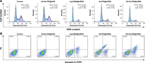 Figure 6 (A) Representative flow cytometry histograms of cell cycle analysis of HepG2 cell after incubation with various formulations of siRNA for 24 hours. (B) The apoptosis percentages analysis of HepG2 cell after incubation with various formulations of siRNA for 24 hours.Note: The scatter plot of X-scale versus Y-scale indicates Annexin V–FITC staining and PI staining.Abbreviations: FITC, fluorescein isothiocyanate; G0, cell cycle arrest; G1, pre-synthetic phase of DNA; G2, post-synthetic phase of DNA; HA, hyaluronic acid; M, mitotic phase; PI, propidium iodine; PEI, polyethylenimine; S, synthesis phase of DNA; Se, selenium; siRNA, small interfering RNA.