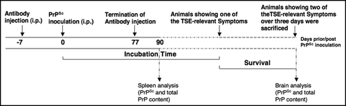 Figure 1 Schematic overview of the passive immunotransfer modalities. One milligram of antibody (either W3 or preimmune serum) per C57BL/6 mouse was intraperitoneally injected seven days prior to intraperitoneal inoculation with 10% RML brain homogenate. Antibodies injections (i.p.) were performed at doses of 1 mg per week for a period of 11 weeks. Treatment was terminated 77 days post inoculation. Ninety days post inoculation, animals were sacrificed for analysis of the PrPSc and total PrP content of the spleen. Incubation times represent the time span from the day of RML inoculation until one of the four symptoms occur: ataxia of gait, tremor, difficulty righting from a supine position and occurrence of rigidity in the tail. Survival represent the time span from the day one of the four TSE-relevant symptoms occurs until the day mice show two of the four TSE-relevant symptoms over three days.Citation25 At this time point mice were sacrificed followed by determination of the PrPSc and total PrP content in the brain.