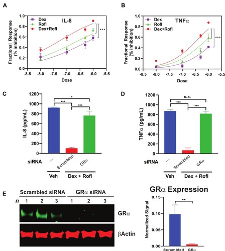 Figure 4 Rofl inhibits IL-8 and TNFα production in COPD HBE cells additively with Dex in a GRα-dependent manner. (A-B) COPD HBE cells were treated with Rofl, Dex, or combined Rofl and Dex at indicated concentrations for 6 h. Culture medium was then collected, and IL-8 (A) and TNFα (B) levels in medium were determined by ELISA. Inhibitory effects of treatments are shown as fractional response. Curves were fitted by non-linear regression and the Bliss independence model. (C-D) COPD HBE cells received 24 h-transfection with scrambled or GRα siRNA and then were treated with Veh or combined Rofl and Dex (1 µM each) for 6 h. IL-8 (C) and TNFα (D) levels in culture medium were determined by ELISA. Data are expressed as means ± SD; n = 3. *P < 0.05, ***P < 0.001. (E) GRα expression in siRNA-transfected COPD HBE cells was determined by Western blotting and quantified by densitometric analysis. β-Actin served as a loading control. **P < 0.01.