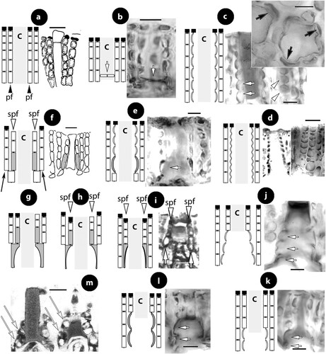 Figure 1. Diagrammatic illustrations (with photographic documentation) of pore filament and canal shape types in Mesophyllaceae: a, non-differentiated pore filaments in straight canals (Athanasiadis and Adey Citation2006, figure 15, Leptophytum tenue, RWM); b, development of cell bars (arrows) from basal cells in Phragmope discrepans (Athanasiadis Citation2020, Figure 6e); c, thinner-wider pore cells, in transverse (white arrows) or tangential (arrowheads) sections, or in views from the roof interior (black arrows), in Mesophyllum spp. (Athanasiadis Citation2007b, figures 63, 77 Mesophyllum crassiusculum, M. megagastri; RWM); d, thinner-wider pore cells, shorter than adjacent roof cells in Mesophyllum lichenoides (Athanasiadis and Neto Citation2010, figures 25, 29, RWM); e, elongate subbasal cells (shadowed), in certain species of Mesophyllum-Leptophytum (Athanasiadis and Adey Citation2006, figure 47, L. lamellicola, RWM); f, Thallis-type: basally branched pore filaments (supporting a roof filament, black arrows) composed of elongate subbasal cells (shadowed) and two or three smaller cells lacking epithallial cell and terminating below the conceptacle surface (arrowheads) (Keats and Maneveldt 1997, figure 17, as M. incisum, RWM; Figures 4e–h, 9g–i, 12d–e); g, Printziana-type, in P. australis (Figure 16c–h) and differing from Thallis in having in addition elongate basal cells, and occasionally terminating at the roof surface or just below; h, Sunesonia-type, in S. pseuderubescens (Figure 17l–p) and differing from Printziana by the development of 4-celled pore filaments terminating below the roof surface, and in having reduced (or deteriorated) basal cells; i, Melyvonnea-type in species of this genus (Jesionek et al. Citation2016, figure 9F, RWM), where pore filaments are unbranched, composed of elongate basal cells (arrows) supporting 2-4 smaller cells and terminating in an epithallial cell below the roof surface; j, triangular (conical) canal with thinner-wider cells along half the canal length (arrows) (Athanasiadis Citation2018b, figure 54, Synarthrophyton patena, RWM); k–m, pyriform canals with thinner-wider basal and subbasal cells (arrows) (k–l: Athanasiadis Citation2018a, figures 30, 31, Carlskottsbergia antarctica, RWM); m, swollen and deeply staining differentiated pore cells (arrows) (Ricker Citation1987, figure 73h, RWM). Abbreviations: canal (c), pore filament (pf), sunken pore filament (spf), reproduced with modifications (RWM); black squares define epithallial cells, and elongate pore cells are shadowed.