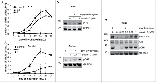 Figure 3. Salarin C inhibits Culture Repopulation Ability of CML cell lines and rescues BCR/Abl signaling in CML cell lines incubated in low oxygen. (A) K562 or KCL22 cells were treated or not (control) at time 0 with a single dose of salarin C at the indicated concentration (μM) and incubated at 0.1% oxygen (LC1). On day 7 of LC1, cells were transferred to secondary cultures (LC2) established in the absence of salarin C and incubated in normoxia. Trypan blue-negative cells were counted at the indicated timepoints of LC2; the graphs represent average ± SEM of data from 3 independent experiments; significant differences are indicated (Student's t test for independent samples; *: p< 0.05). (B, C) Cells were treated or not at time 0 with the indicated concentrations of salarin C and incubated at 0.1% oxygen for the indicated times. Cells were lysed in Laemmli buffer and lysates subjected to immuno-blotting with antibodies for the indicated proteins. Due to the marked MW difference, anti-phospho-Abl antibody made it possible to detect phospho-BCR/Abl. Anti-GAPDH antibody was used to verify equalization of protein loading. One representative experiment out of 3 is shown.