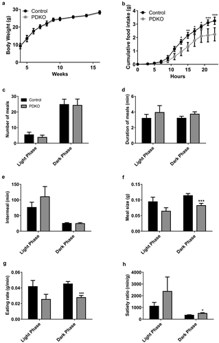 Figure 1. Body weight and feeding behavior in PDKO and control animals. 12–16-week-old male PDKO and control mice were analyzed in metabolic cages. (a) Mean body weight, (b) Mean cumulative food intake, (c) number of meals, (d) duration of meals, (e) intermeal, (f) meal size, (f) eating rate, (h) satiety are given for the dark phase and light phase in male PDKO and control mice. Values represent the mean ± SEM (n = 6). *, P < 0.05; ***, P < 0.001 vs control.
