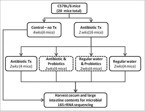 Figure 1. Schematic for antibiotic and probiotic administration. Sixteen C57BL/6 mice received antibiotic treated water for 2 weeks in duration. Mice were then split evenly into 4 treatments: 1) continued antibiotics, 2) continued antibiotics with gavaged probiotics 3) regular water with gavaged probiotics, 4) regular water. Control animals were maintained on regular water throughout the experiment. Mice were euthanized and contents of cecum and large intestine collected.