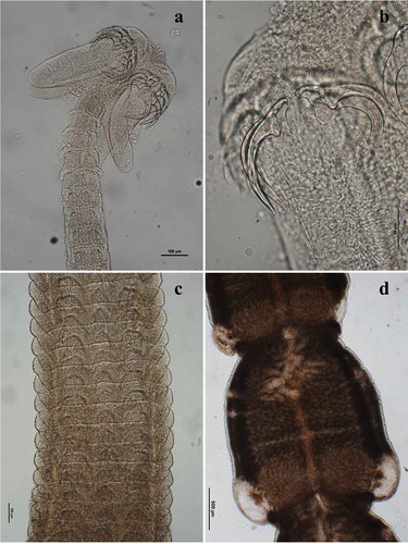 Figure 1. Calliobothrium verticillatum adult: (a) scolex; (b) detail of hooks; (c) immature proglottids; (d) mature proglottids