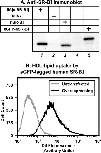 Figure 5.  Expression and activity of eGFP-tagged human SR-BI in transfected ldlA7 cells. (A) LdlA[mSR-BI] (lane 1) and ldlA7 cells (lanes 2, 3 and 5) were cultured in medium containing 5% FBS. LdlA7 cells were either not transfected (lane 2) or transfected with hSR-BI (lane 3) or eGFP-hSR-BI expression plasmids (lane 5). After 3 days, cell lysates were prepared and analyzed by SDS-PAGE and immunoblotting for SR-BI. Lane 4 is empty. (B) Cells transfected with the eGFP-hSR-BI expression plasmid were subjected to G418 selection and cell sorting as described in Materials and Methods, to generate ldlA[eGFP-hSR-BI] cells that stably overexpress eGFP-hSR-BI. Untransfected ldlA7 (grey histogram) and ldlA[eGFP-hSR-BI] (black histogram) cells were incubated with 5 µg/ml DiI-HDL for 2 h at 37°C. DiI uptake was measured by flow cytometry as described in the Methods section. Representative histograms are shown.