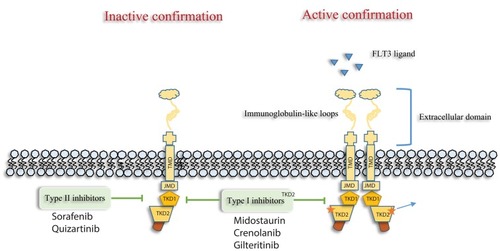 Figure 1 Type I FLT3 inhibitors (Midostaurin, Gilteritinib and crenolanib) bind the FLT3 receptor in the active as well as inactive conformation, while Type II FLT3 inhibitors (Sorafenib, Quizartinib) bind the FLT3 receptor in the inactive conformation. As a result of this affinity, type I acts on both FLT3-ITD and TKD mutations, whereas type II act only on FLT3-ITD. Abbreviations: FLT3, FMS-like tyrosine kinase; TMD, transmembrane domain; JMD, juxtamembrane domain; TKD, tyrosine kinase domain.