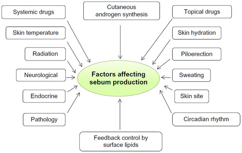 Figure 2 Factors affecting sebum production in humans.