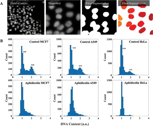 Figure 1. DNA content analysis with imaging. (a) A field of HeLa cells with DNA stained with DAPI is shown. The yellow box is shown magnified on the right. From images like these the nuclear masks were obtained from a fully automated Matlab program for evaluation of DNA content. (b) DNA content histograms of mock and aphidicolin treated MCF7 (2250 cells), A549 (3480 cells) and HeLa cells (3190 cells). Numbers on the peaks are corresponding coefficients of variation. (See also Supplementary Figure S1.).