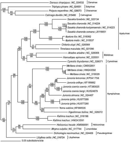 Figure 1. Maximum-likelihood phylogeny (GTR + I + G model, likelihood score 136451.14) of Junonia and other Nymphalid butterflies based on one million random addition heuristic search replicates (with tree bisection and reconnection) of aligned complete mitochondrial genomes. One million maximum parsimony heuristic search replicates produced an identical tree topology (parsimony score 26,710 steps). Numbers above each node are maximum-likelihood bootstrap values and numbers below each node are maximum parsimony bootstrap values (each from one million random fast addition search replicates).