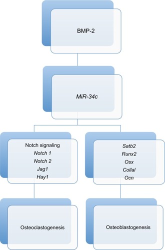 Figure 1 miR-34c-mediated regulation of bone development. Both osteoclastogenesis and osteoblastogenesis are regulated by miR-34c through targeting of Runx2, Satb2, and multiple factors in the Notch signaling pathway.Abbreviation: BMP, bone morphogenetic protein.