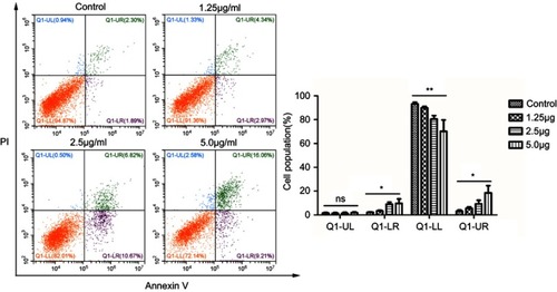 Figure 9 Flow cytometry analysis of HSFs treated with different concentrations of cuprous oxide nanoparticles (CONPs) for 24h, followed by staining with Annexin V-FITC and PI. The apoptosis ratio of HSFs was increased in a dose-dependent manner. Q1-UL, dead cells; Q1-LR, apoptotic cells at the early stage; Q1-LL, live cells; Q1-UR, apoptotic cells at the early stage. The results (mean ± SD) were statistically significant (*p<0.05, **p<0.01), and the assays were performed three times.
