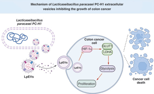 Figure 7. Schematic model shows that extracellular vesicles of Lacticaseibacillus paracasei PC-H1 inhibits colorectal cancer growth by decreasing HIF-1α-mediated glycolysis.