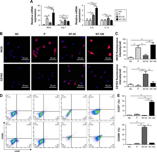 Figure 5 The effects of different topographies on macrophage polarization in vitro.Notes: Mice BMDMs were seeded on NC or titanium surface with different topographies for 3-day culture. (A) The mRNA expression of M1 macrophage markers (iNOS, IL-6) and M2 macrophage markers (Arg-1, IL-10) of BMDMs in different groups. (B) Confocal images of M1 and M2 macrophage markers iNOS and CD163. Magnification ×200. (C) Quantitative analysis of confocal images. (D) The scatter plot of flow cytometry detection of M1 and M2 macrophage surface markers CCR7 and CD206. (E) The percentage of CCR7+ BMDMs (M1) and CD206+ BMDMs (M2) determined by flow cytometry. Means were compared with one-way analysis of variance combined with Bonferroni’s post-hoc test. *p<0.05; **p<0.01.Abbreviations: BMDMs, bone marrow-derived macrophages; iNOS, inducible nitric oxide synthase; Arg-1, arginase-1; IL, interleukin; P, polished specimen; NC, negative control; NT-30, titanium nanotube anodized under 5 V; NT-100, titanium nanotube anodized under 20 V.