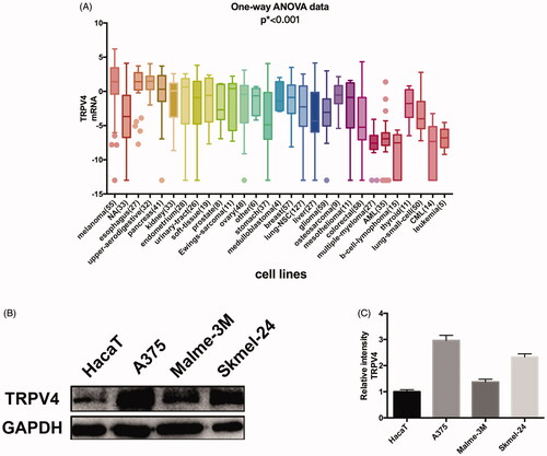 Figure 1. Screening of cells and compounds. (A) mRNA expression of TRPV4 in different types of cells. (B) The protein expression of TRPV4 in melanoma cells compared with epidermal cell, of which A375 was the most significant. (C) Digitalized data from densitometric analysis of the western blots. Values are presented as mean ± SD.