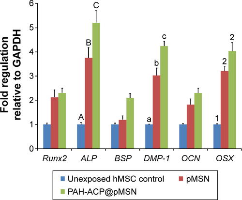 Figure S2 mRNA expression profiles of osteogenic target gene markers for unexposed hMSCs, hMSCs exposed to pMSN, and hMSCs exposed to PAH-ACP@pMSN.Notes: Values are means and standard deviations (N=3). Columns within each gene marker that are labeled with different designators are significantly different (P<0.0085) (uppercase letters for ALP, lowercase letters for DMP-1 and numerals for OSX).Abbreviations: hMSCs, human bone marrow mesenchymal stem cells; PAH-ACP@pMSN, poly(allylamine)-stabilized amorphous calcium phosphate-loaded expanded-pore mesoporous silica nanoparticles; Runx2, Runt-related transcription factor 2; ALP, alkaline phosphatase; BSP, bone sialoprotein; DMP-1, dentin matrix protein-1; OCN, osteocalcin; OSX, osterix.