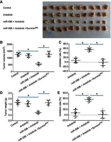 Figure 7 miR-596 enhanced the antitumor activation of anlotinib on U2OS cell subcutaneous growth by targeting Survivin. U2OS cells transfected with control miRNA, miR-596, or miR-596 + SurvivinMut were seeded into nude mice to form subcutaneous tumors. The mice received a 0.5 mg/kg dose of anlotinib (a dose without significant antitumor effect) by oral administration. The results are shown as (A) images of subcutaneous tumors, (B) tumor volumes, and (C) or tumor weight (D) tumor weights. The inhibition rate calculated by tumor volume (E) is shown. *P<0.05.Abbreviation: miR, microRNA.