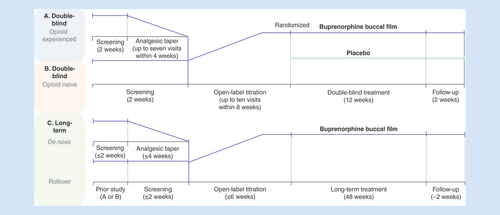 Figure 2. Design of buprenorphine buccal film clinical trials in patients with chronic low back pain. The safety and efficacy of buprenorphine buccal film were studied in two double-blind, Phase III, randomized, placebo-controlled trials in (A) opioid-experienced [Citation44] and (B) opioid-naive [Citation46] patients that comprised a 2-week screening phase; an open-label titration phase; a 12-week double-blind, placebo-controlled treatment phase; and follow-up. An analgesic taper phase was also included for opioid-experienced patients. (C) The long-term study [Citation45] included rollover patients from (A & B) or de novo recruits and was comprised of a dose-titration period of ≤6 weeks with buprenorphine buccal film; patients who achieved and maintained an optimal dose (300–900 μg/12 h) for ≥7 days continued treatment for a long-term period up to 48 weeks.