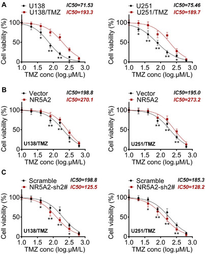 Figure 4 NR5A2 knockdown increased the sensitivity of glioma cells (U138 and U251) to TMZ. (A) Detection of IC50 by MTT to determine the effectiveness of TMZ-resistant cells. (B and C) IC50 values were detected using MTT assay. Data were shown as mean ±SD. *P<0.05, **P<0.01 vs U251 group, Vector group or Scramble group.