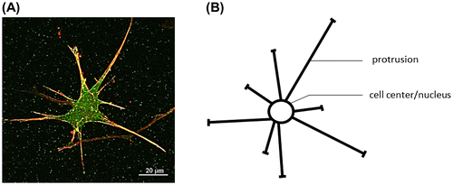 Figure 1. (A) Image of a migrating fibroblast under a PDGF-bb gradient (taken from Moreno-Arotzena et al. Citation2015). (B) Simplified 3D scheme used to represent the fibroblast shown on the left.