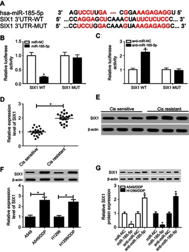 Figure 5 SIX1 was a target of miR185-5p.Notes: (A) Putative binding regions of miR185-5p in SIX1 3ʹUTR. (B, C) Luciferase activity of wild-type or mutant SIX1 in A549/DDP cells after transfection of miRNC, miR185-5p, anti-miRNC, or anti-miR185-5p. (D–F) mRNA and protein levels of SIX1 in DDP-resistant non-small-cell lung cancer (NSCLC) tissue and cell lines detected by reverse-transcription (RT) qPCR and Western blot assays. (G) Protein levels of SIX1 in miR185-5p or anti-miR185-5p–transfected A549/DDP and H1299/DDP cells. *P<0.05.