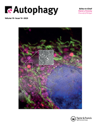 Cover image for Autophagy, Volume 19, Issue 10, 2023
