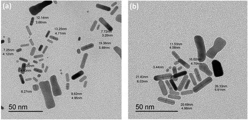 Figure 2. TEM images of (a) bare and (b) PVP-capped Au-NRs.