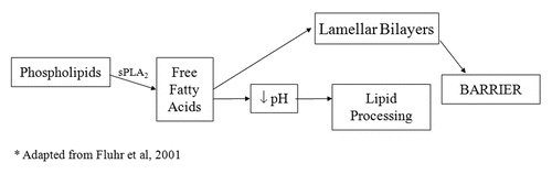 Figure 2 The downstream effects of the phopholipid to free fatty acid pathway in the stratum corneum interstices. Lamellar bodies deliver both phospholipid and sPLA2 to the SC. This pathway, mediated by sPLA2, plays a functional, as well as structural role, in the maintenance of the barrier.