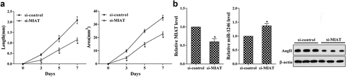 Figure 6. In vivo to validate the role of si-MIAT on corneal neovascularization. (a) The lengths and areas of corneal neovascularization on day 3, 5 and 7 after operation. (b) The expression of MIAT and miR-1246 was determined using real-time PCR, the expression of AngII was determined using western blot. *P < 0.05 vs si-control.