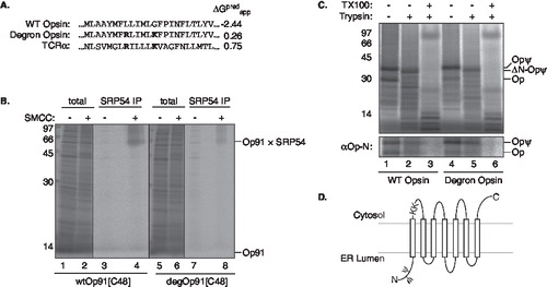 Figure 1.  In vitro characterization of a novel degron mutant. (A) The amino acid sequence of the first transmembrane region (residues 39–61 inclusive) of wild-type opsin was modified to include the degron motif from TCRα, equating to R46 and K51 mutations. The predicted ΔGpredapp for the membrane integration of the three transmembrane segment shown was calculated according to Hessa et al. [Citation22], the more negative the value the more favourable membrane integration. (B) Ribosome bound, 91 residue long, fragments of wild-type and degron opsin with a single cysteine at position 48, wtOp91[C48] and degOp91[C48], respectively, were synthesized in a rabbit reticulocyte translation system for 30 minutes. Ribosome/nascent chain complexes were stabilized by the addition of cycloheximide and interactions with the SRP examined by cross-linking with SMCC or a solvent control (DMSO). The resulting products were analysed directly (lanes 1, 2, 5 and 6) or following immunoprecipitation with antisera specific for the SRP54 subunit (lanes 3,4, 7 and 8). Quantitative phosphorimaging indicated that ∼ 4.0% of the OP91wt chains were cross-linked to SRP54 but only ∼ 2.3% of the OP91deg chains formed adducts. (C) Full-length wild-type or degron opsin were translated in vitro in the presence of ER microsomes and subjected to limited proteolysis with trypsin, either in the presence or absence of 1% triton X100 as indicated. Reactions were either analysed directly (upper panel) or after immunoprecipitation with antibodies specific for the N-terminus of the opsin protein (lower panel). Opψ indicates the fully glycosylated form of both the wild-type and degron variant of opsin, ΔN-Opψ shows the trypsin-trimmed opsin fragments and Op any non-glycosylated chains. (D) Diagram showing the topology of opsin in the ER membrane, the relative location of the trypsin-sensitive lysine residues (66 and 67) in the loop between TM1 and TM2, and the two N-glycosylation sites on the N-terminus.