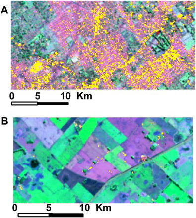 Figure 9. Potential errors in detecting land cover changes. (A) Omission error where urban lands were under-classified. (B) Commission errors where cropland were identified as urban land.