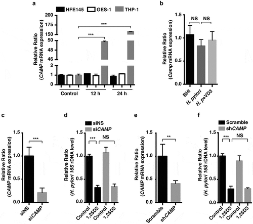 Figure 2. Anti-H. pylori activities of VD3 were not mediated by CAMP expression. (a) HFE145, GES-1 and THP-1 cells treated with 1,25D3 (200 nM) for the indicated time were analyzed for CAMP mRNA level. (b) C57BL/6 mice (n = 8 per group) were infected with the H. pylori SS1 strain for 1 month, and then administered with or without VD3 (1000 IU/kg, ig.) every other day for another 2 months. Mouse gastric tissues were harvested to examine the Camp mRNA level. (c,e) HFE145 cells were transfected with CAMP-specific siRNA or shRNA for 24 h. Cells were harvested to examine the CAMP mRNA level, in order to assess the knockdown efficiency. (d,f) HFE145 cells transfected with CAMP-specific siRNA or shRNA were infected with H. pylori SS1 strain (MOI 100), and then treated with or without 1,25D3 (200 nM, 72 h). Intracellular H. pylori DNA levels were measured by real-time PCR. GAPDH was used as the internal control. All the quantitative data were presented as means ± S.E.M. from three independent experiments. **P < 0.01; ***P < 0.001.