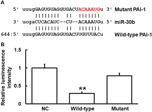 Figure 5. Identification of interaction between miR-30b and PAI-1 mRNA. (A) Bioinformatics prediction (miRanda) of genes that might regulate PAI-1. (B) Dual luciferase reporter assay. Plasmids (0.8 μg) with wild-type or mutant 3′-UTR sequences were co-transfected with agomiR-30b into 293 T cells. For control, 293 T cells were transfected with agomiR-negative control (NC) according to the manufacturer’s manual, and luminescence intensity was measured using GloMax 20/20 luminometer (Promega). Renilla luminescence activity was used as internal reference. **p < 0.01 compared with NC group.
