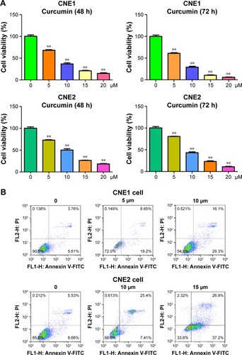 Figure 1 Effect of curcumin on NPC cell growth and apoptosis.