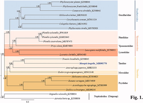 Figure 1. A Bayesian inference-based phylogenetic tree for three superfamilies in Ditrysia (Tineoidea, Gracillarioidea, and Yponomeutoidea) obtained using concatenated sequences of 13 protein-coding genes and two rRNAs. The numbers at each node indicate Bayesian posterior probabilities. The scale bar indicates the number of substitutions per site. Two species of Nepticuloidea (Astrotischeria sp. and Stigmella roborella) were included as an outgroup. GenBank accession numbers of the species analyzed are as follows: Amorophaga japonica, MH823253 (Kim et al. Citation2020); Tineola bisselliella, KJ508045 (Timmermans et al. Citation2014); Eumeta variegata, MH574939 (Jeong et al. Citation2018); Mahasena colona, KY856825 (Li et al. Citation2017); Dahlica ochrostigma, MK890245 (Roh et al. Citation2019); Acanthopsyche nigraplaga, MT883999 (Lee et al. Citation2021); Eudarcia gwangneungensis, MN413148 (Roh et al. Citation2020); Phyllonorycter froelichiella, KJ508048 (Timmermans et al. Citation2014); Phyllonorycter platani, KJ508044 (Timmermans et al. Citation2014); Cameraria ohridella, KJ508042 (Timmermans et al. Citation2014); Caloptilia theivora, MK541932 (Chen, Jiang, et al. Citation2019); Gibbovalva kobusi, MK956103 (Chen, Liao, et al. Citation2019); Phyllocnistis citrella, MN792920 (Liu et al. Citation2020); Corythoxestis sunosei, MT611524 (Zhang et al. Citation2020); Plutella xylostella, JF911819 and KM023645 (Wei et al. Citation2013; Dai et al. Citation2016); Plutella australiana, MG787473 (Wardz and Baxter Citation2018); Leucoptera malifoliella, JN790955 (Wu et al. Citation2012); Lyonetia clerkella, MF045483 (Unpublished); Prays oleae, KM874804 (van Asch et al. Citation2016); Astrotischeria sp., KJ508056 (Timmermans et al. Citation2014); Stigmella roborella, KJ508054 (Timmermans et al. Citation2014).